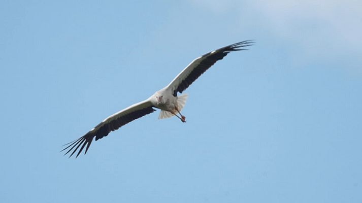 ¡Qué animal! - Viajeros