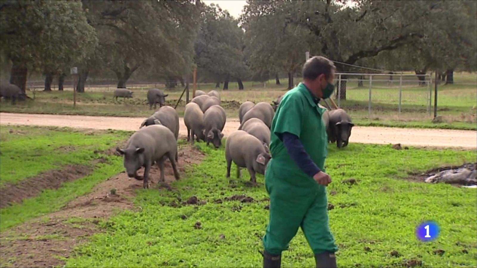 La falta de clientes en la hostelería arrastra a otros sectores como el de porcino ibérico - RTVE.es