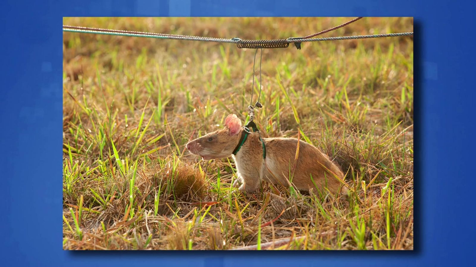 Saber y ganar - 23/11/20 - ver ahora