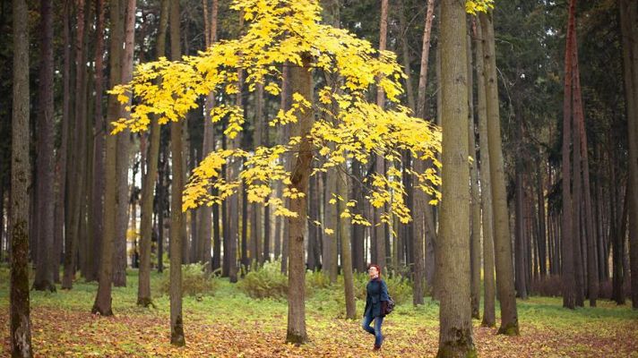 Un estudiante siberiano trepa diariamente a un árbol para seguir sus estudios on line