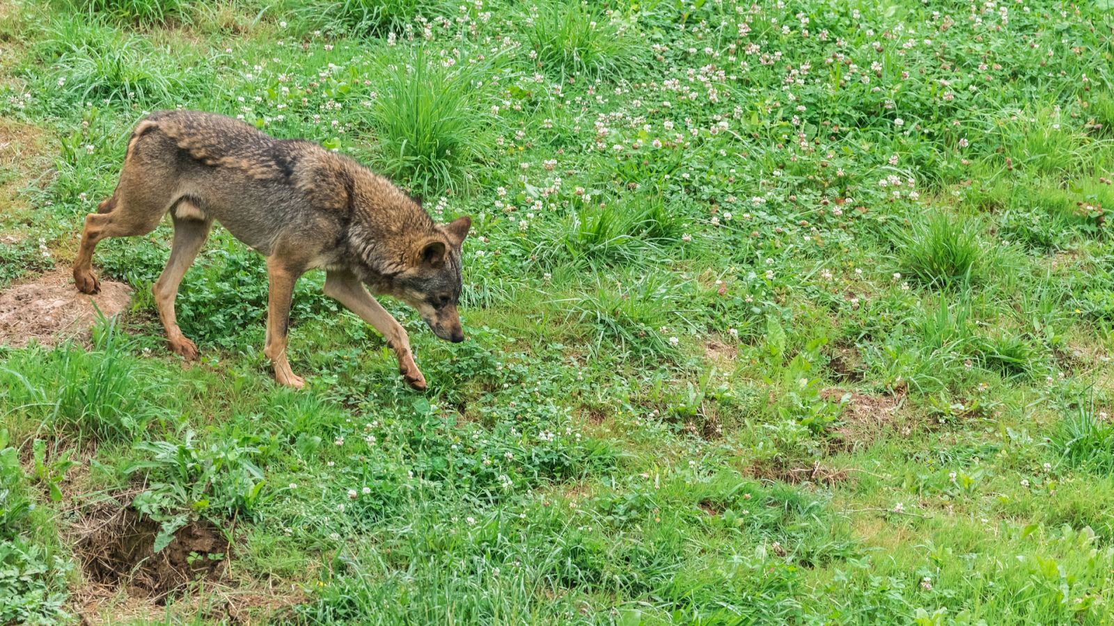 España Directo - 24/11/20 - ver ahora