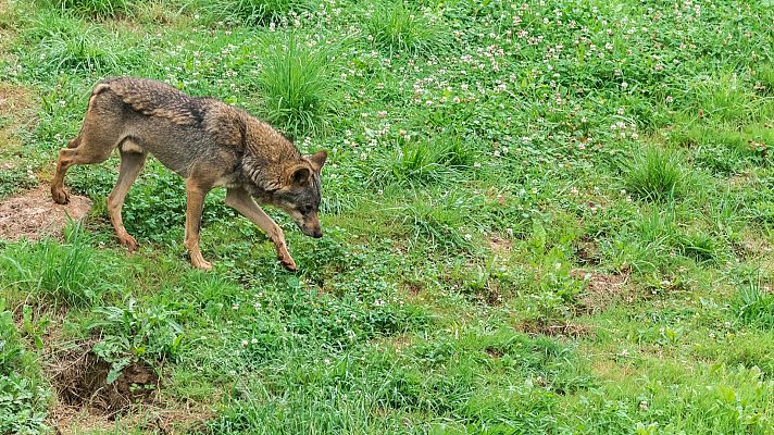 España Directo - España Directo - 24/11/20