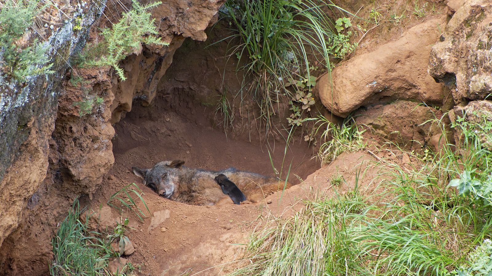 Ataques de lobo cántabro