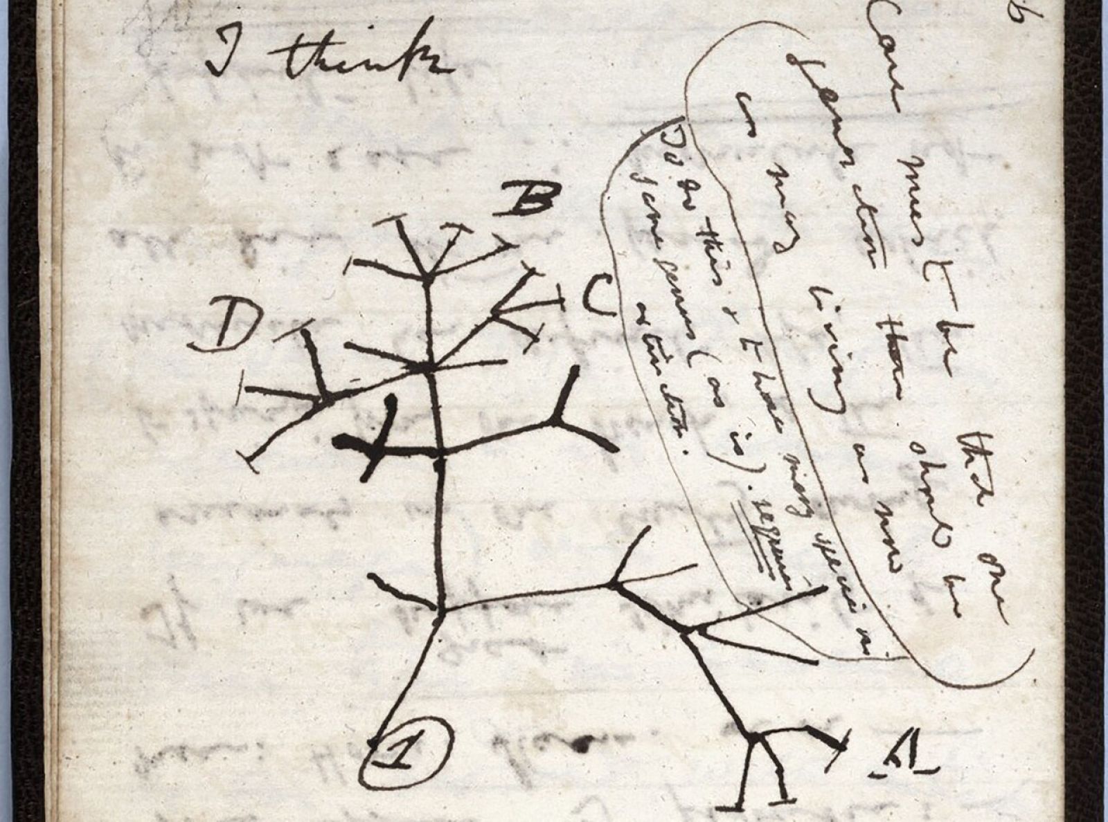 Los cuadernos perdidos de Darwin