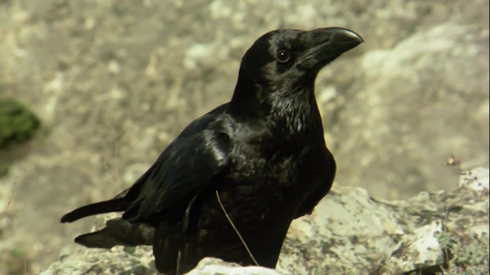 El hombre y la Tierra (Fauna ibérica) - Los córvidos, 2 - ver ahora
