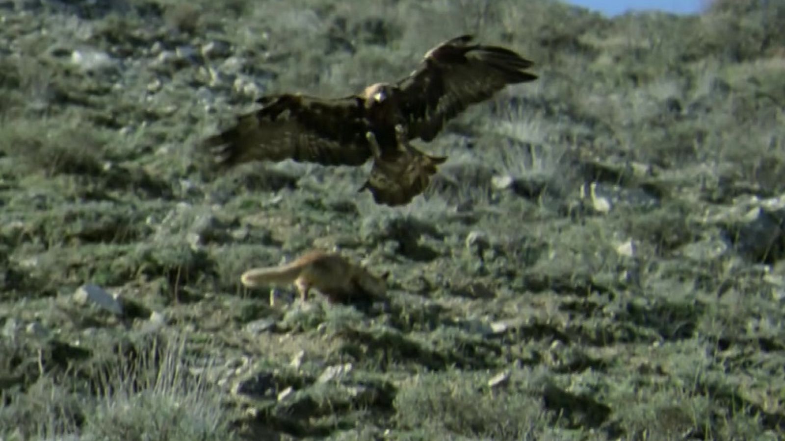 El hombre y la Tierra (Fauna ibérica) - Operación zorro 1 - ver ahora