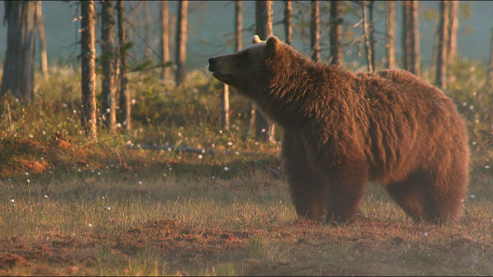 Somos documentales - Los bosques de nuestro planeta - Documental en RTVE