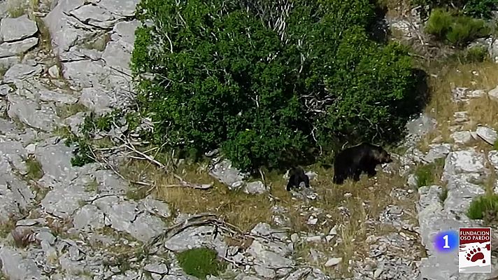 Piden que se investigue la muerte de dos hembras de oso pardo durante dos cacerías