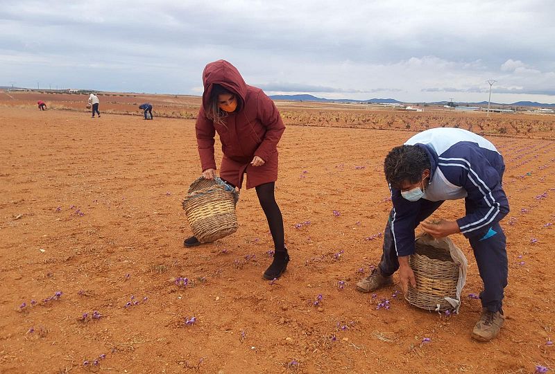 Aquí la Tierra - ¿Sabías que el cultivo del azafrán data desde año 1700 en España?