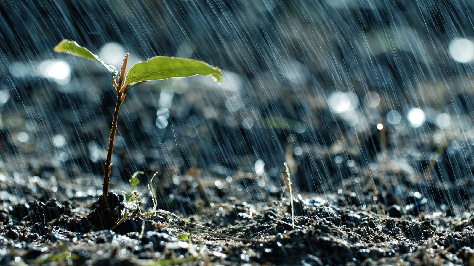 Chubascos localmente fuertes en la isla de la Palma - Ver ahora