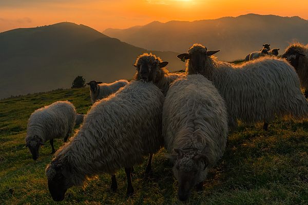 Aquí la Tierra - La trashumancia de las ovejas y el ''efecto macho''