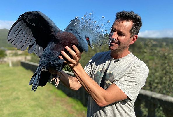 Conocemos a las palomas más bonitas de todo el planeta