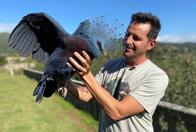 Aquí la Tierra - Conocemos a las palomas más bonitas de todo el planeta