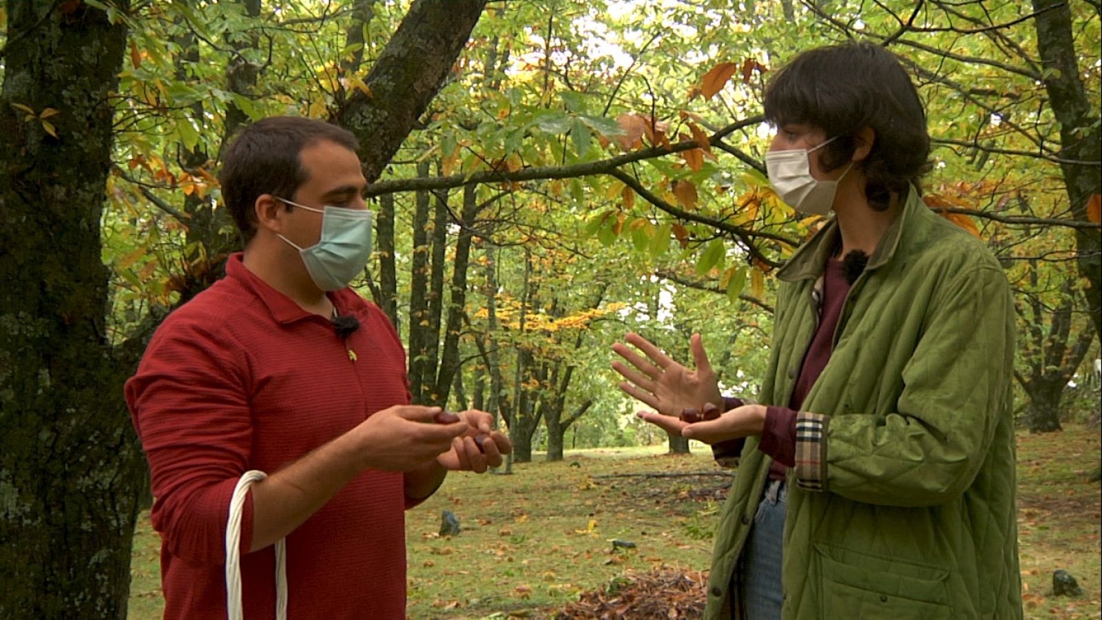 Aquí la Tierra - ¡Recogemos las castañas para el postre!