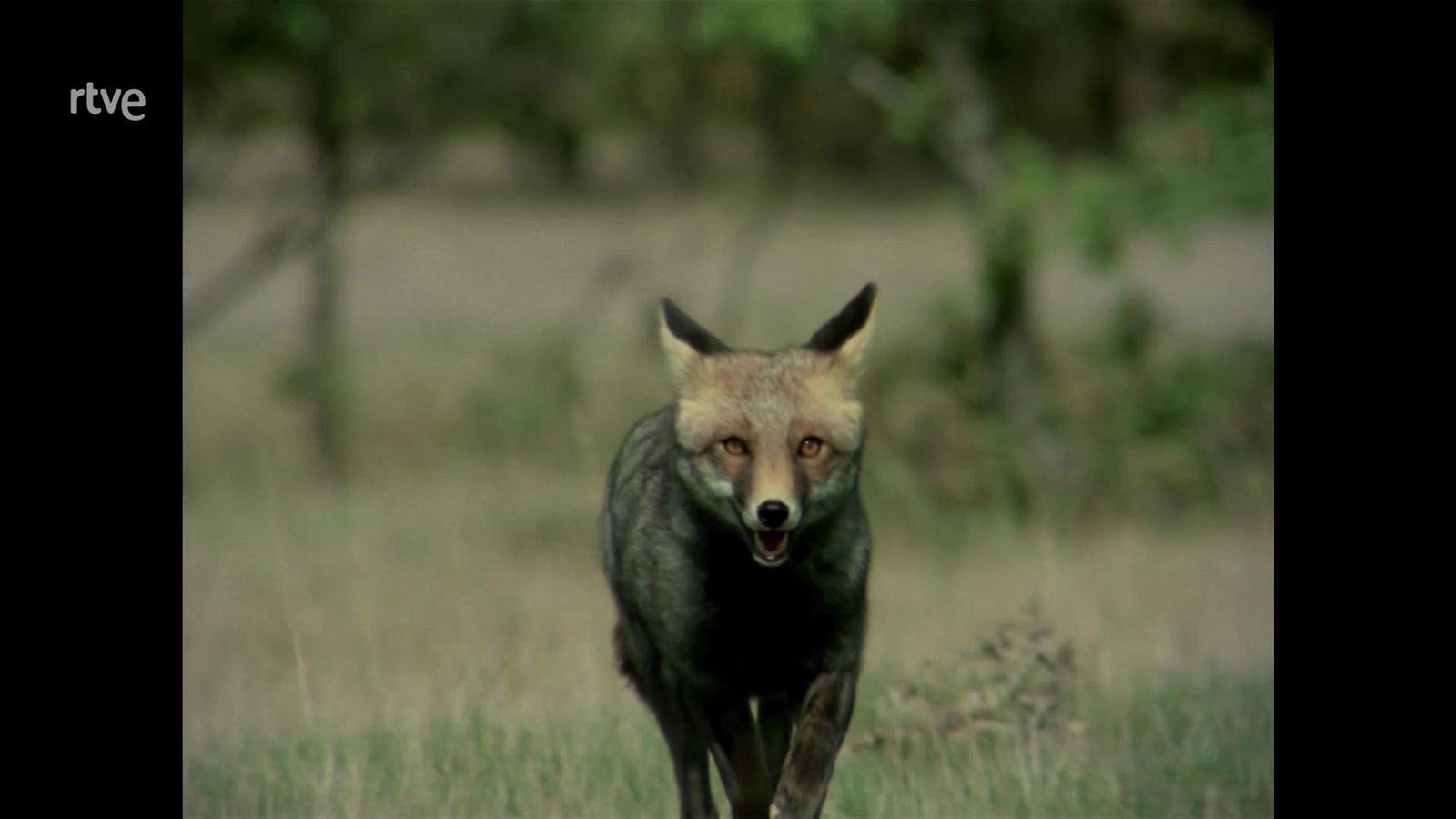 El hombre y la Tierra (Fauna ibérica) - Operación zorro 2 - RTVE.es