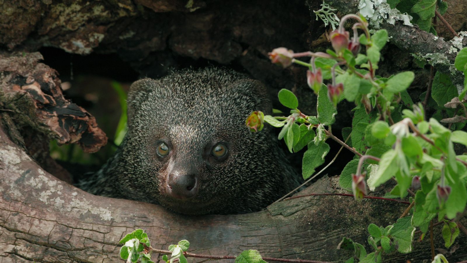 Planeta selva - El bosque diminuto. Olivares mediterráneos - ver ahora