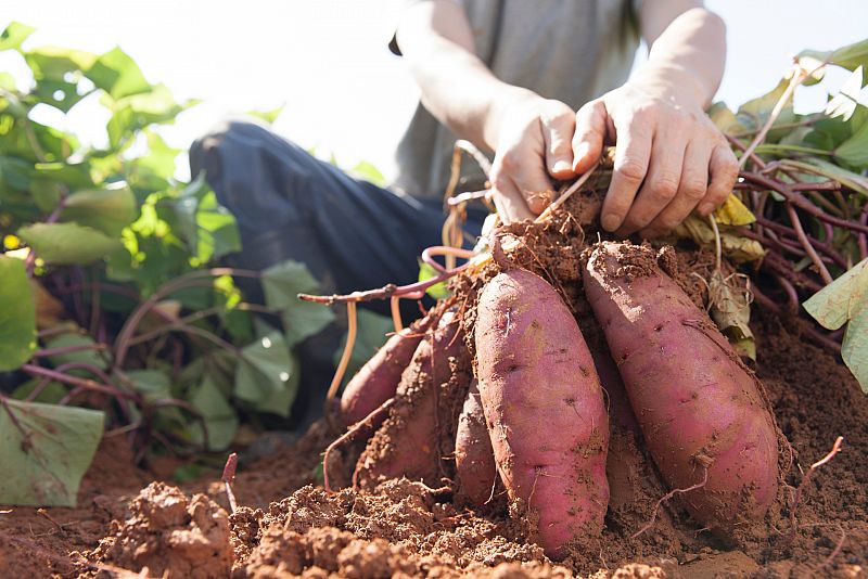 Aqu la Tierra - Al rico boniato de huerta!