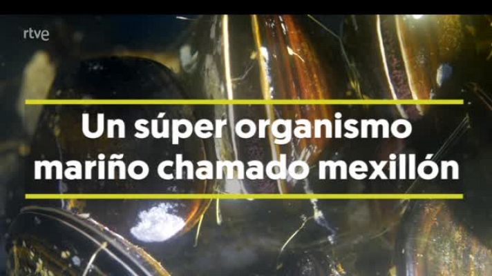  - Descobren as claves da capacidade de adaptación e resistencia do mexillón