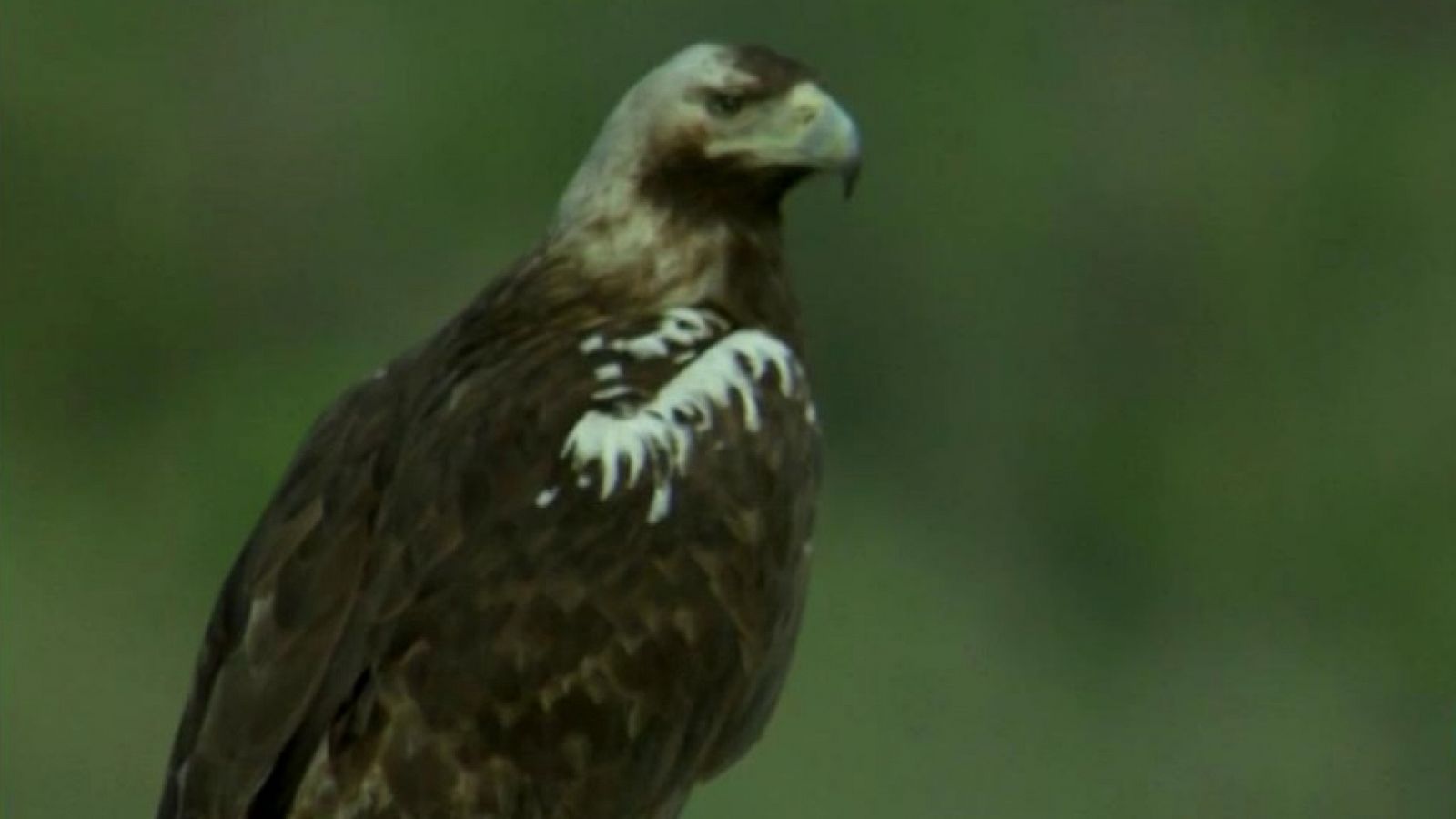 El hombre y la Tierra - Fauna ibérica - El águila imperial I - RTVE.es
