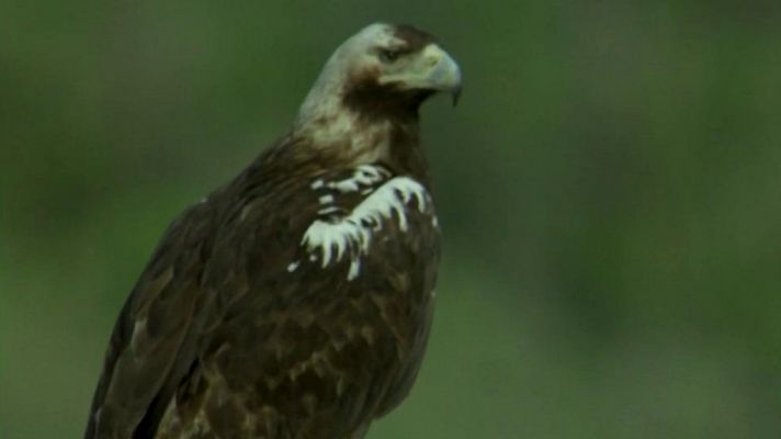 El hombre y la Tierra - El águila imperial I