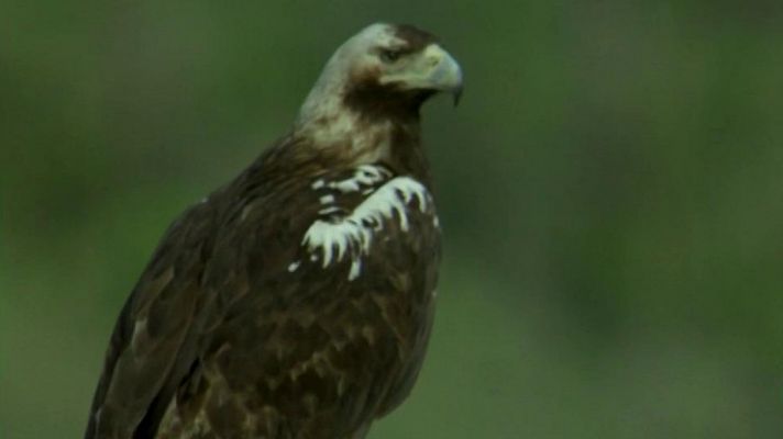 Fauna ibérica - El águila imperial I