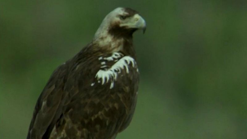 El hombre y la Tierra - Fauna ibrica - El guila imperial I - ver ahora