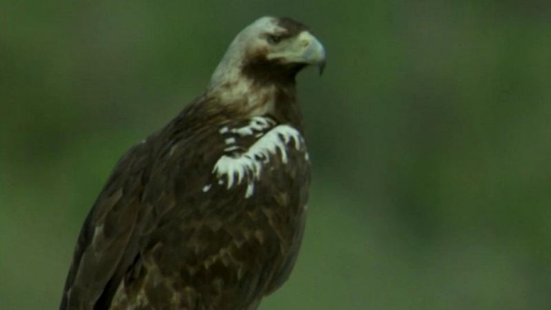 El hombre y la Tierra - Fauna ibérica - El águila imperial I - ver ahora