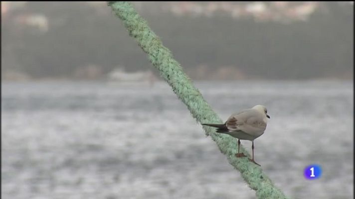 Telexornal - Galicia - Máis de 100 barcos galegos e milleiros de empregos pendentes das negociacións do Brexit