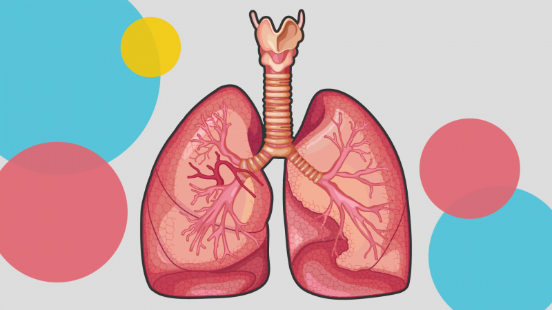 CIENCIAS NATURALES - El sistema respiratorio