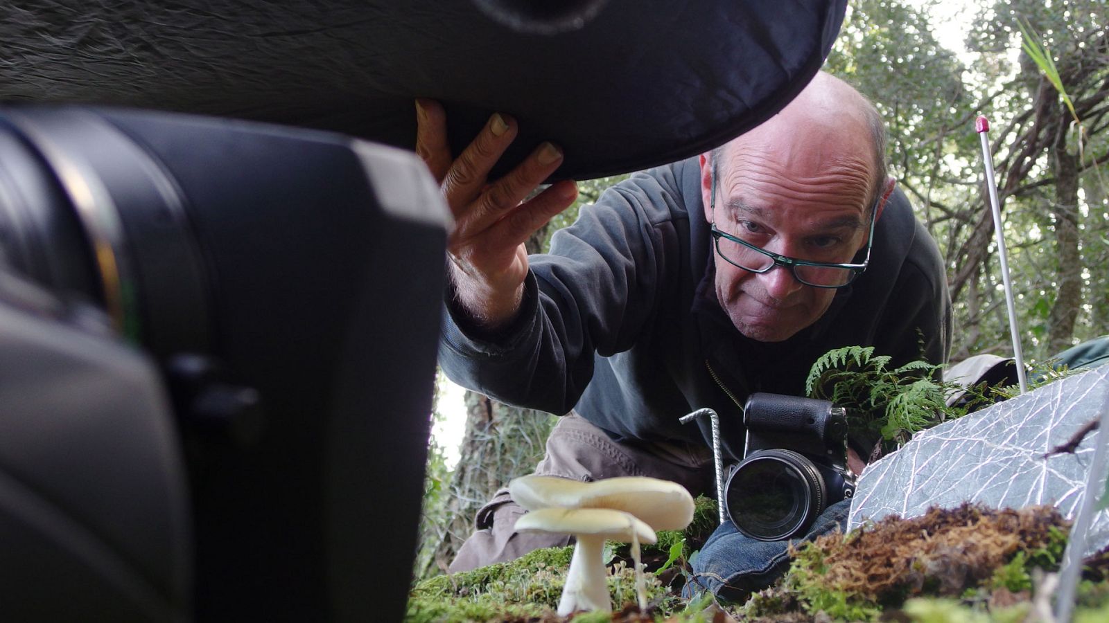 El escarabajo verde - Otoñarse - ver ahora