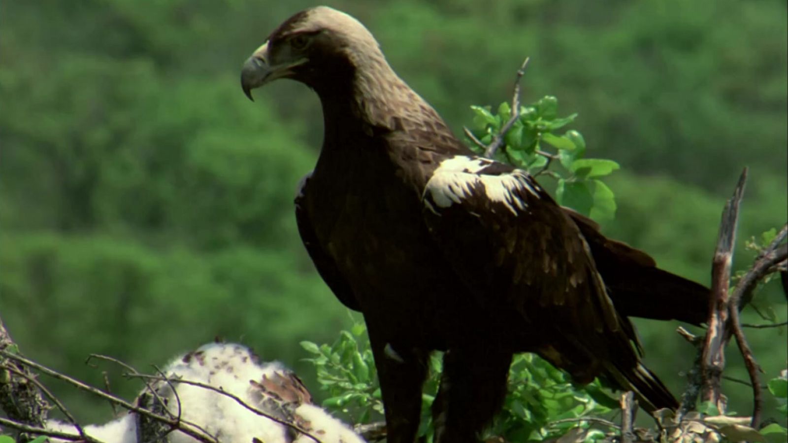 El hombre y la Tierra (Fauna ibérica) - El águila imperial II - RTVE.es