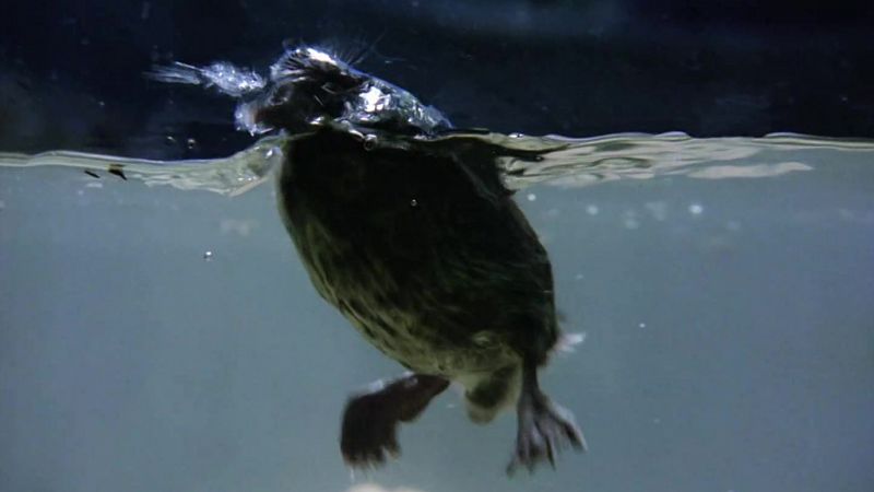 El hombre y la Tierra (Fauna ibrica) - La conquista del agua I - ver ahora