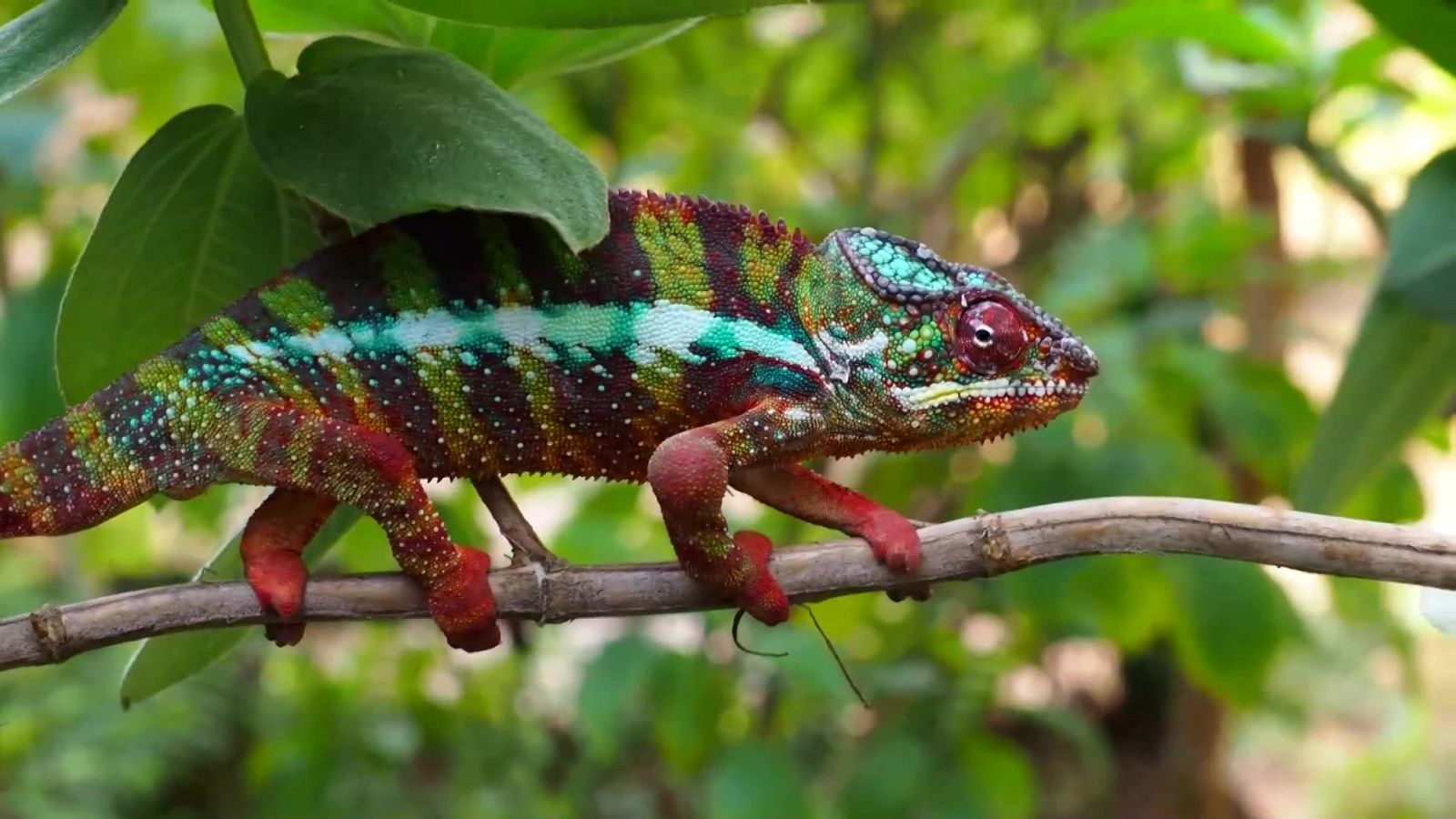 Tvemos - 20/12/20 - ver ahora