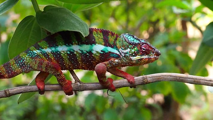 Tvemos - Tvemos - 20/12/20