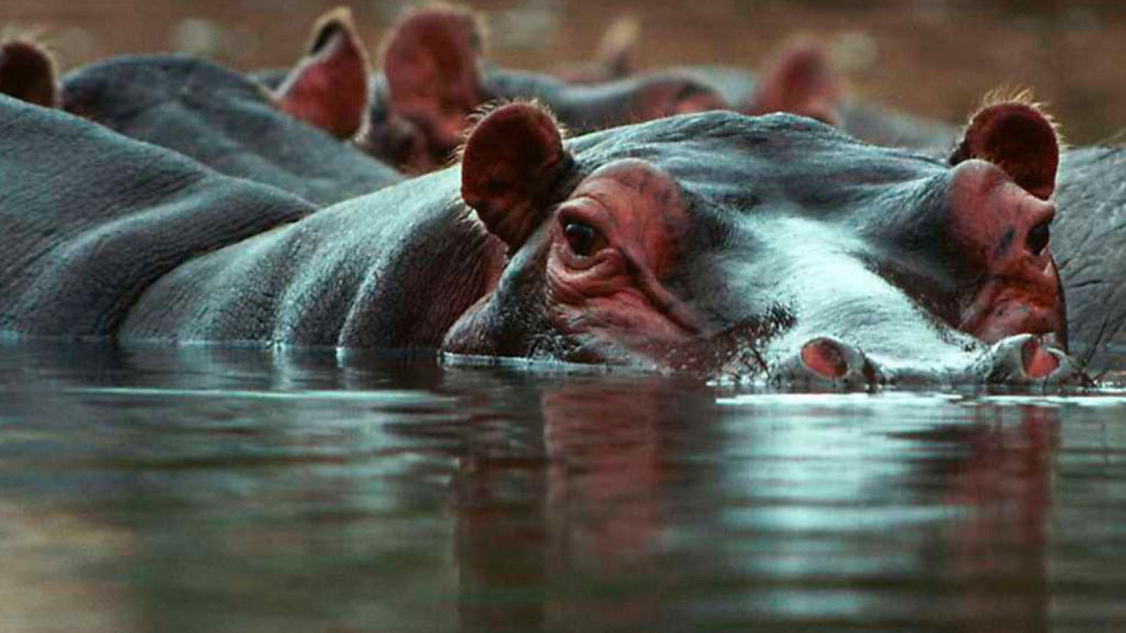Grandes documentales - El canal de Kazinga: paraíso de hipopótamos - RTVE.es
