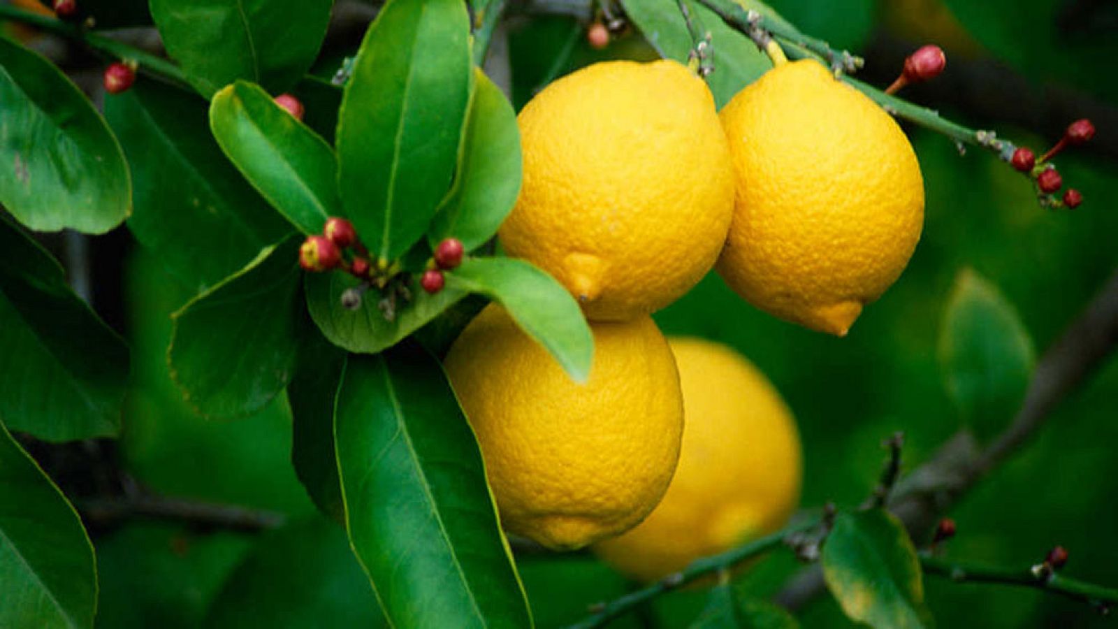 Exploradores del sabor - Episodio 4: Sicilia - ver ahora