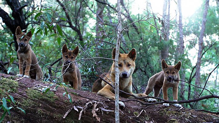 El vínculo familiar de los dingos