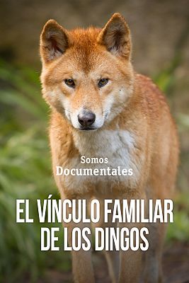 El vínculo familiar de los dingos