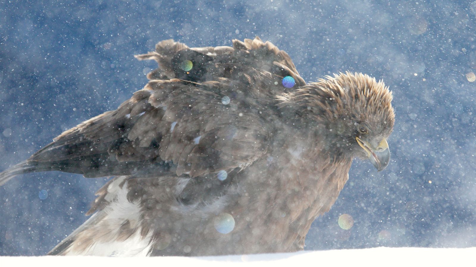 Somos documentales - Navidad en la naturaleza - ver ahora