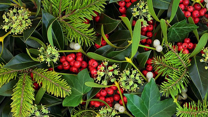 En Navidad una comarca olvidada y despoblada de la España rural se convierte en protagonista gracias al acebo