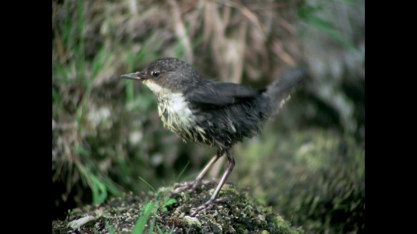 El hombre y la Tierra (Fauna ibérica) - La conquista del agua II - RTVE.es