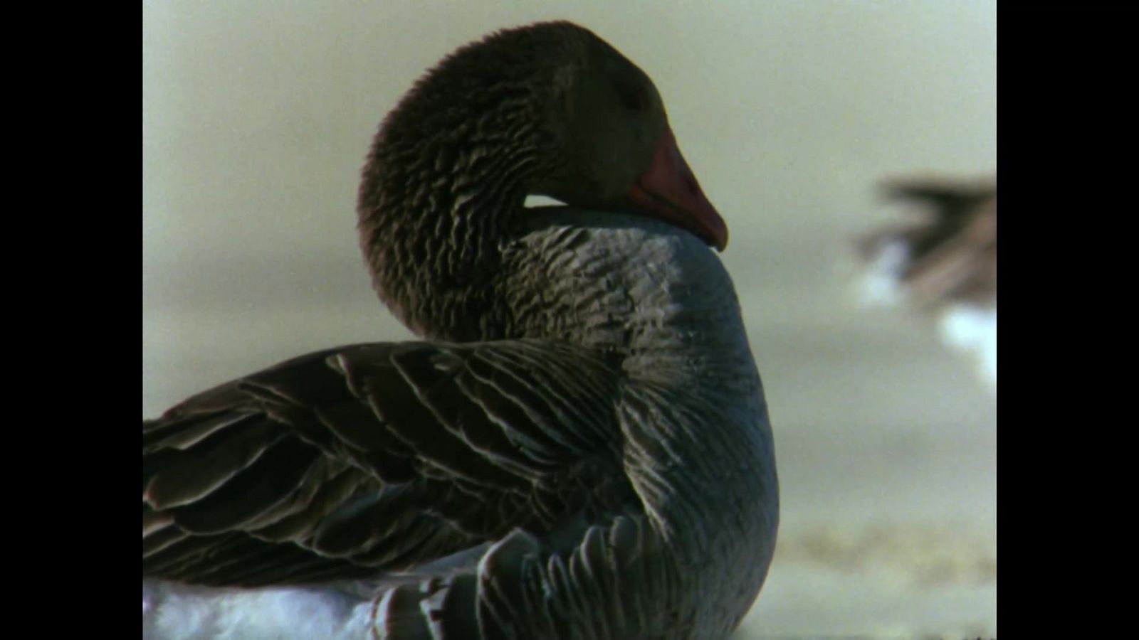 El hombre y la Tierra (Fauna ibérica) - El Parque Nacional de Doñana I - ver ahora