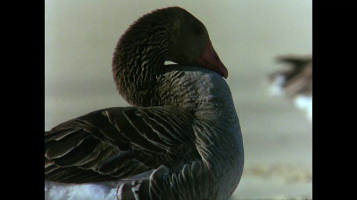 El hombre y la Tierra - El Parque Nacional de Doñana I