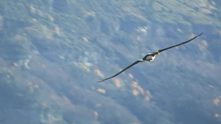 El bosque protector - Fauna amenazada: quebrantahuesos