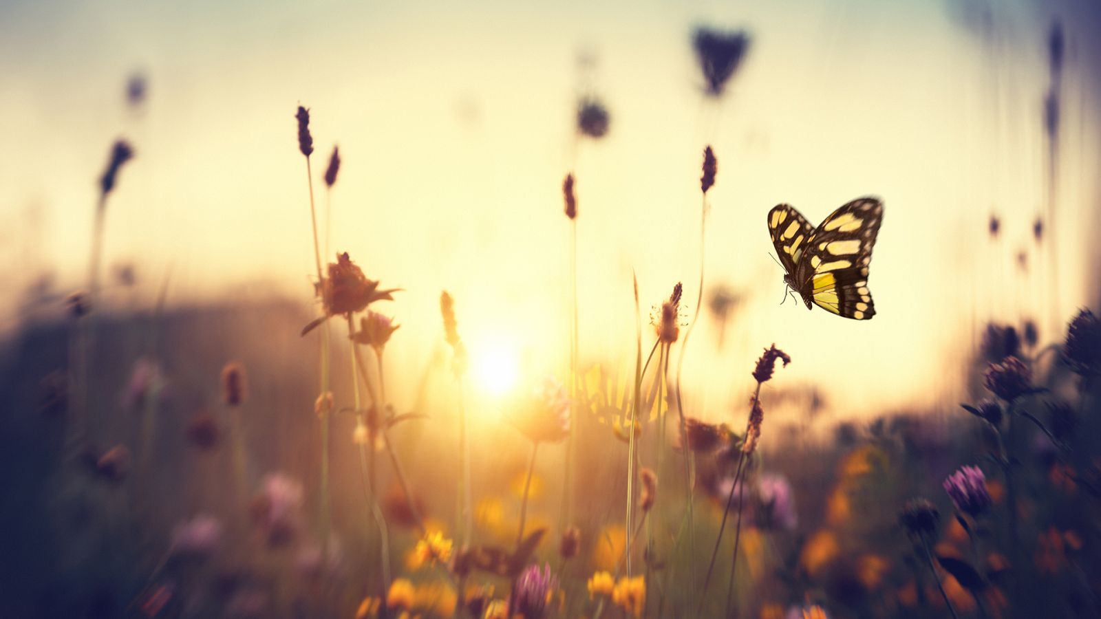 Hijas del sol: Mariposas - RTVE.es