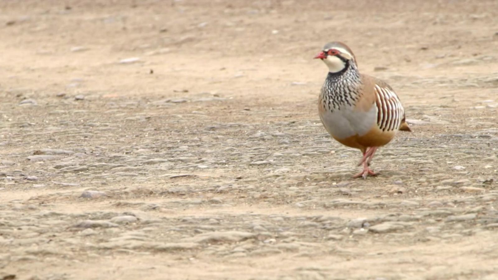 Red Natura 2000 - Programa 12 - ver ahora
