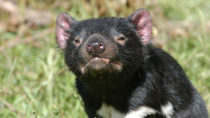 Grandes documentales - Grandes documentales - Los últimos demonios