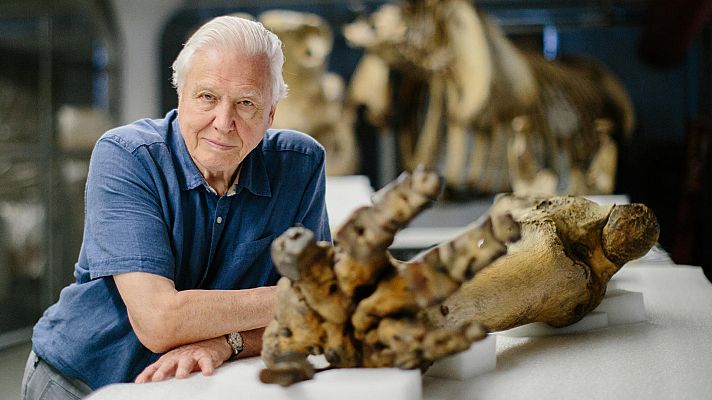 David Attenborough y el elefante gigante