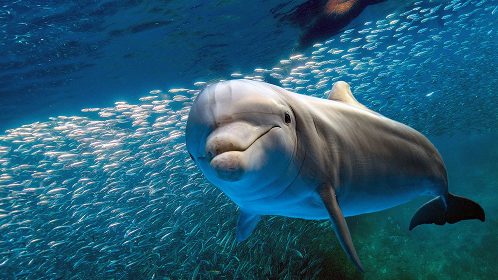 Grandes documentales - Delfines, ¿belleza antes que inteligencia? - RTVE.es