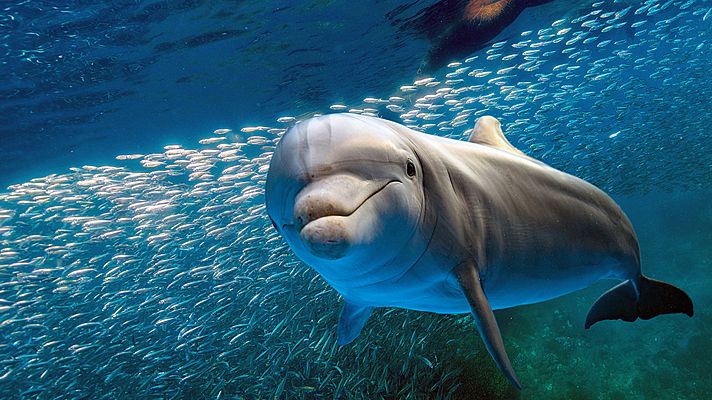 Delfines, ¿belleza antes que inteligencia?